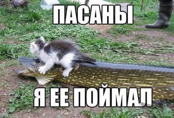 Прикольные картинки приколы