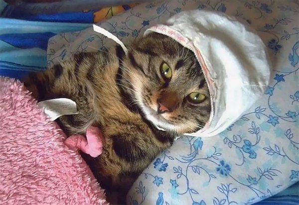 Я спать спокойной ночи