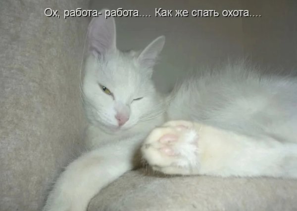 Спать не охота