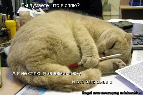 Кот выходит на работу