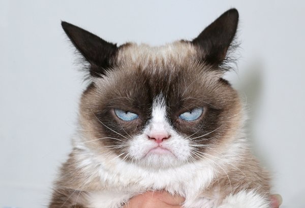 Сердитый кот Grumpy Cat