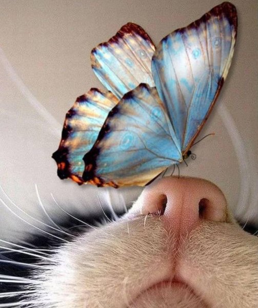 Котик с бабочкой