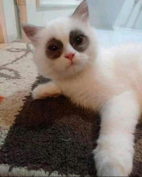 Коттс синяками под глазами