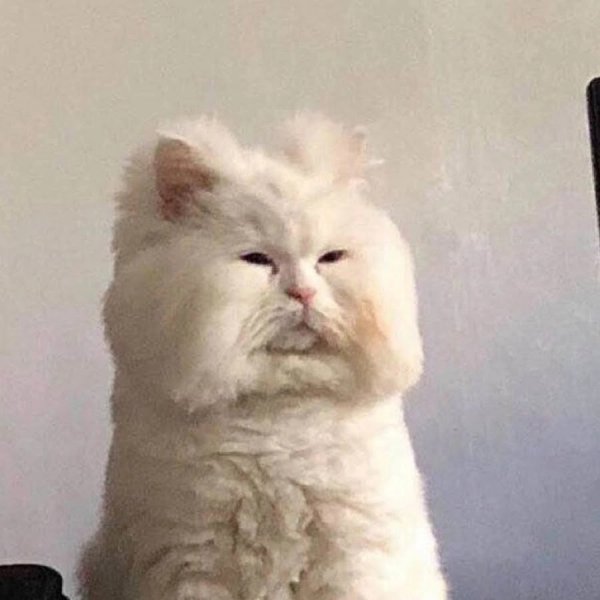 Невыспавшийся кот Мем