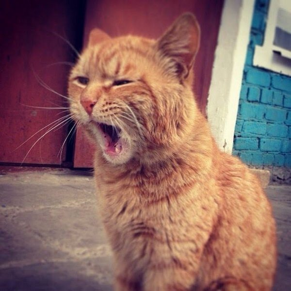 Невыспавшийся кот