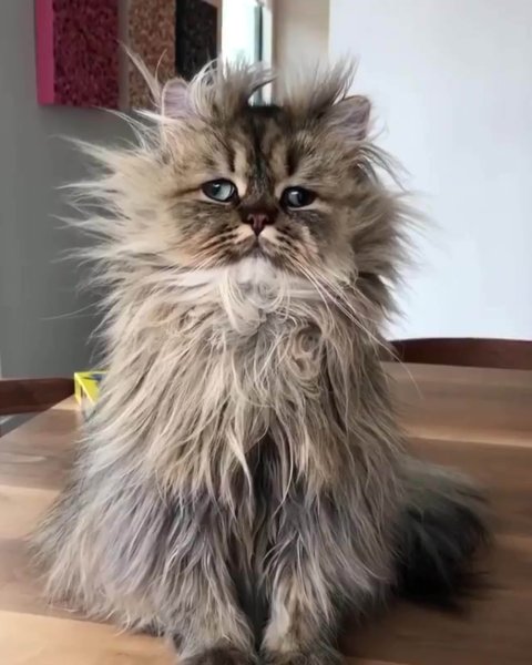 Смешной лохматый кот