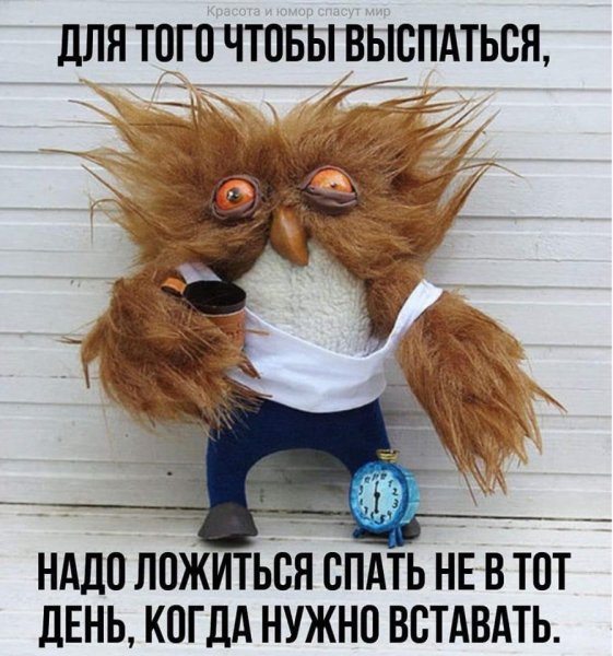 Сонная Сова