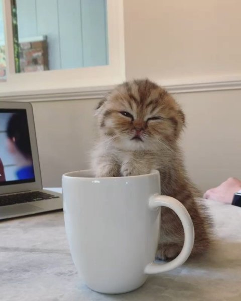 Кот и кофе