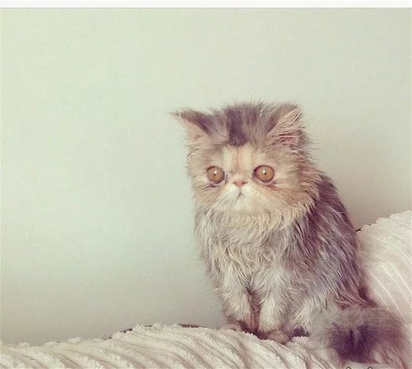 Невыспавшийся кот