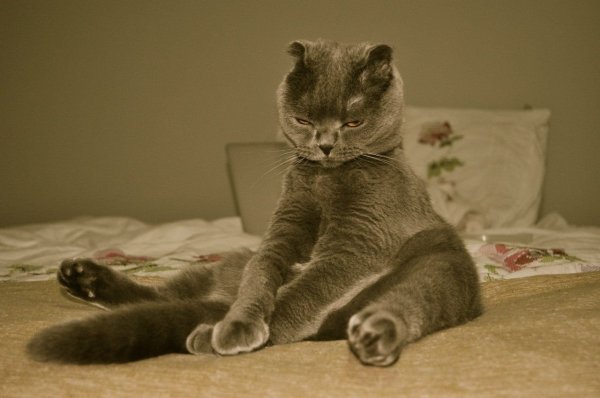 Кот с недосыпом
