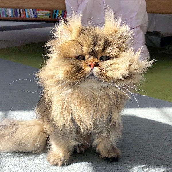 Лохматый кот