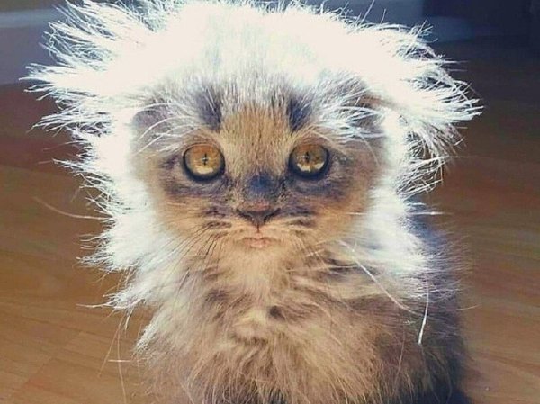 Взъерошенный кот