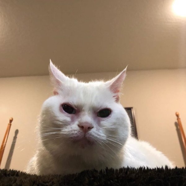 Кот не выспался Мем