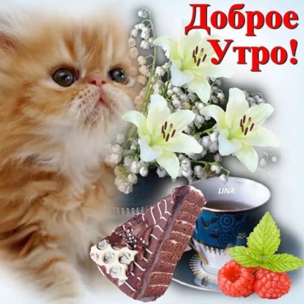 Открытки с добрым утром с животными
