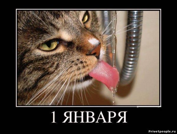 Приколы первого января