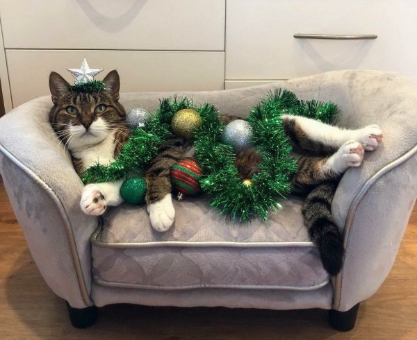 Кот ё