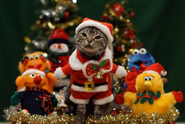 Новогодние котята