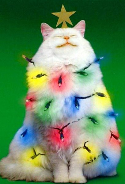 Коты и елки