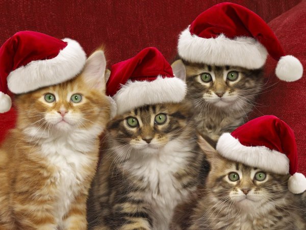 Новогодний котик