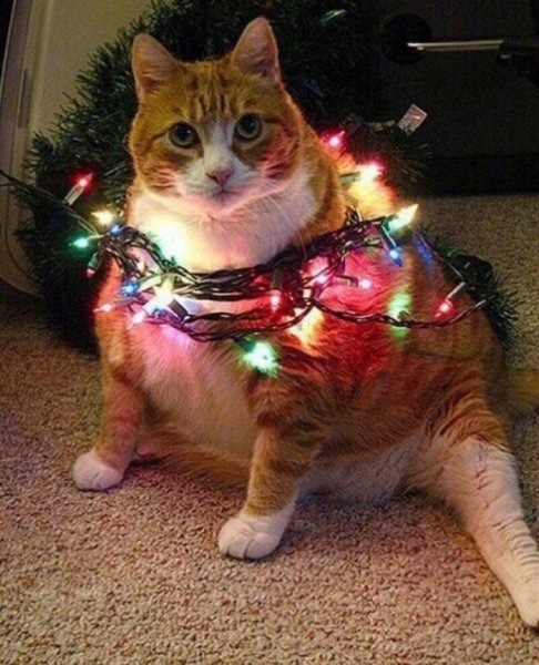 Новогодний котик