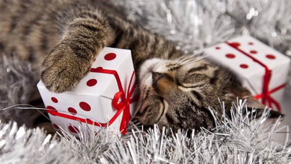 Новогодние коты