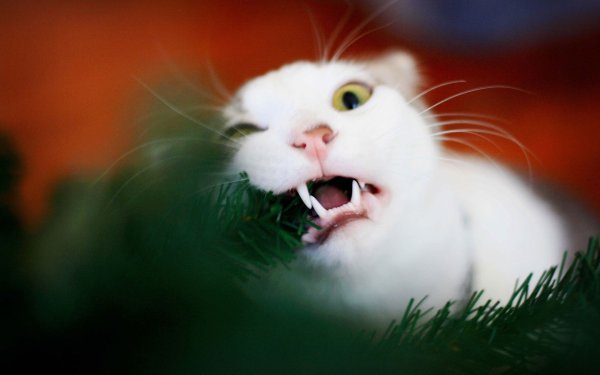 Котики смешные