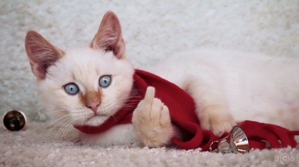 Смешные новогодние котята