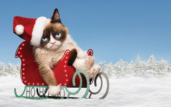 Новогодний кот