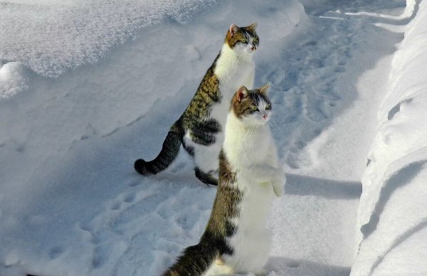 Весна коты