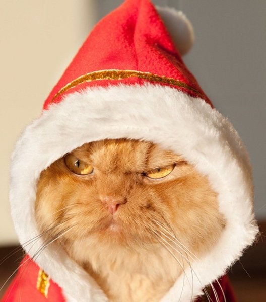Новогодний кот