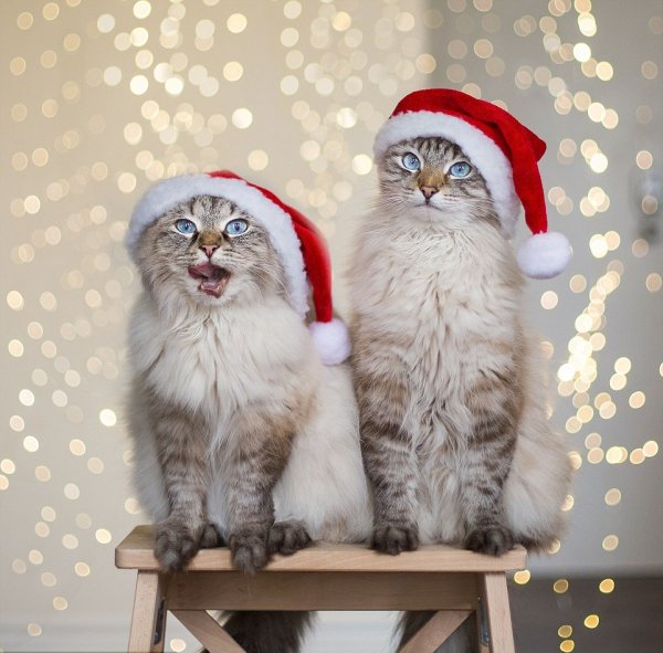 Новогодний котик