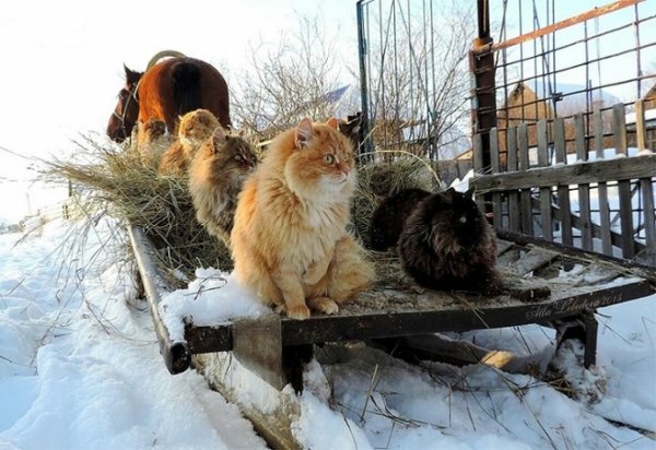 Кошляндия Аллы Лебедевой