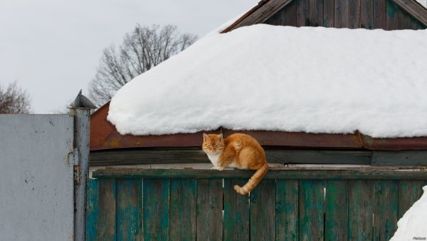 Деревенская кошка