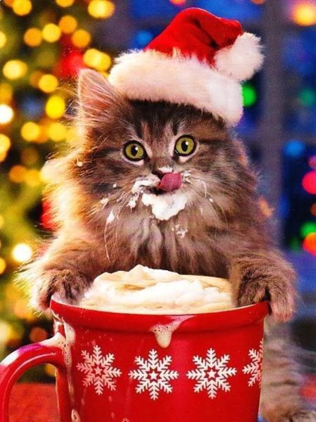 Новогодний кот