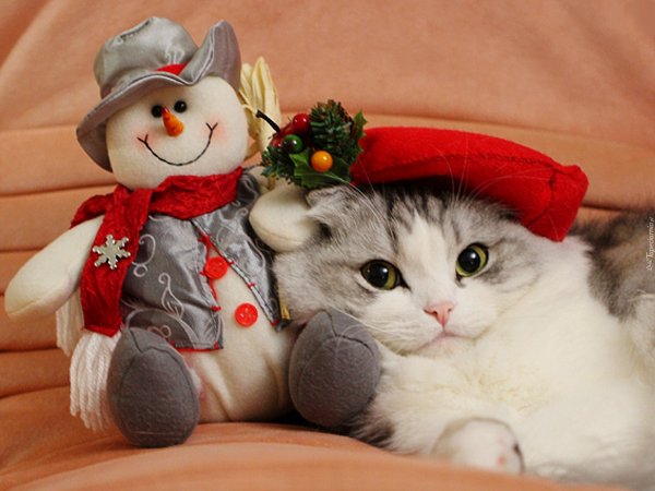 Новогодние картинки с котятами