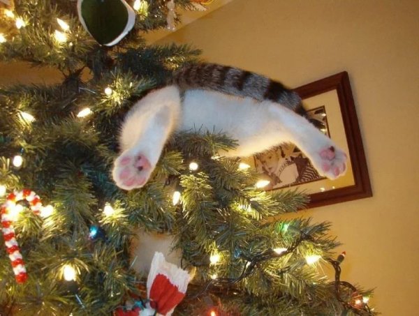 Коты и елки