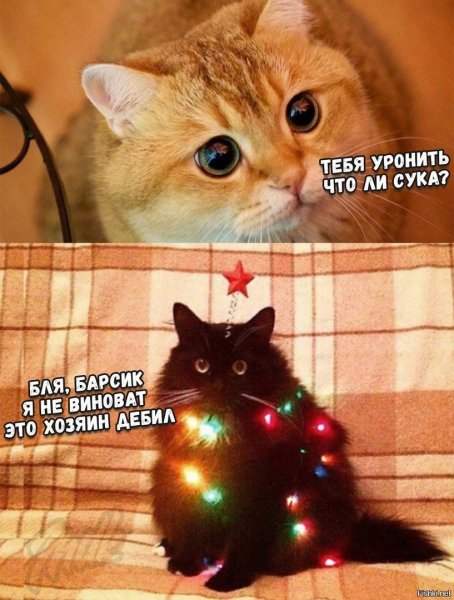Новогодние мемы с котиками
