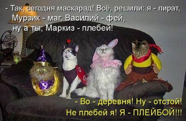 Вечеринка котиков