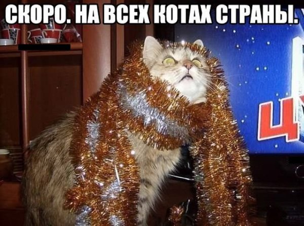 Кот в мишуре