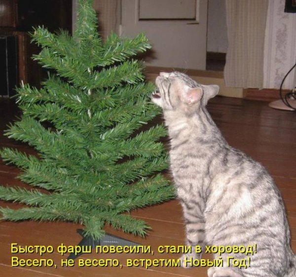 Новогодние елки и коты с надписями