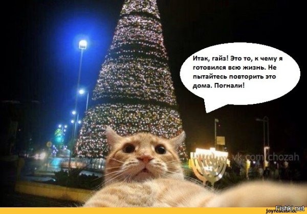 Кот и елка приколы