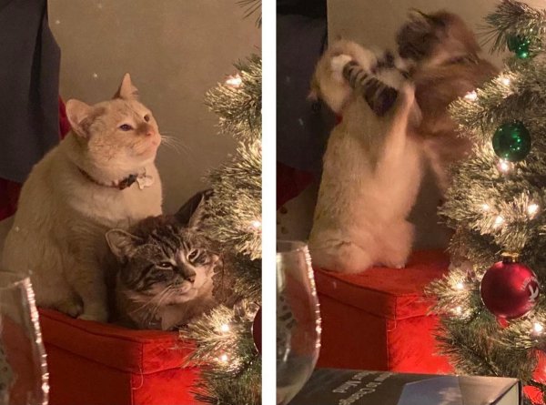 Новогодний кот Мем