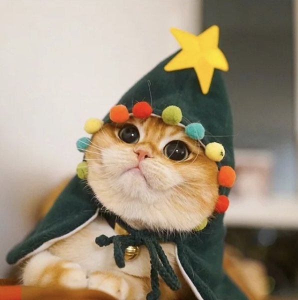 Новогодний котик
