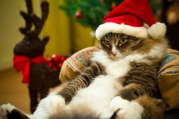 Новогодний котик