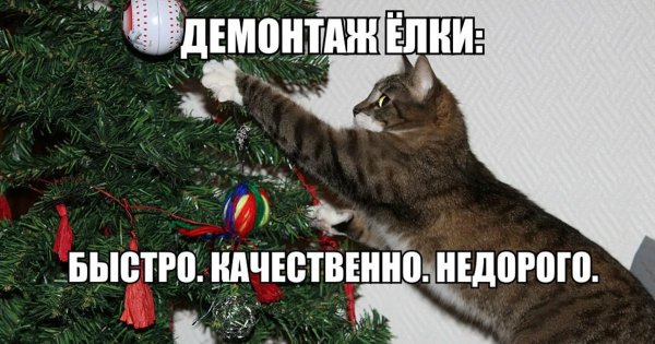 Кот уронил елку