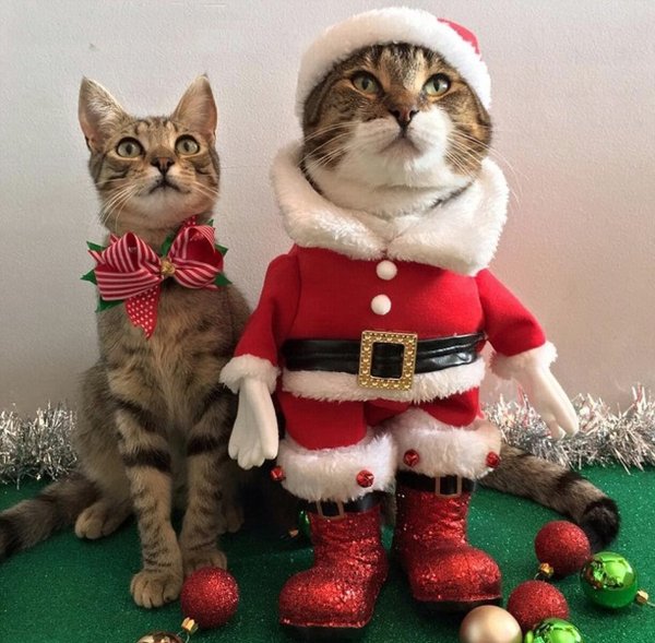Кот новый год