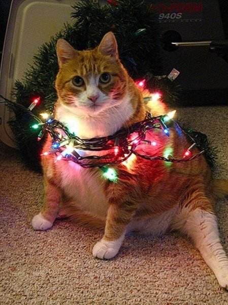 Коты и гирлянда