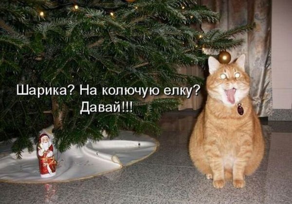 Новогодний кот юмор