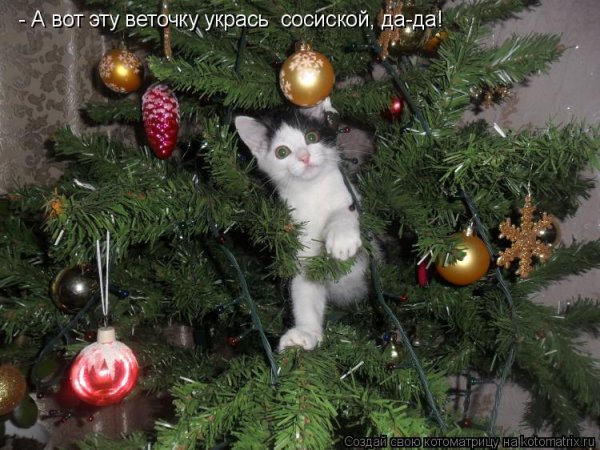 Ёлки и коты Котоматрица