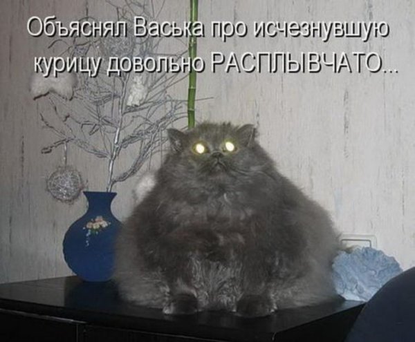 Смешные надписи про котов
